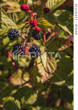 Blackberries ripening on bushes on an early summer morning at sunrise Blackberries ripening on bushes on an early summer morning at sunrise 118363538