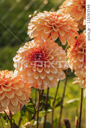 A vibrant display of blooming dahlias in varying shades of peach and pink. A vibrant display of blooming dahlias in varying shades of peach and pink. 118363546