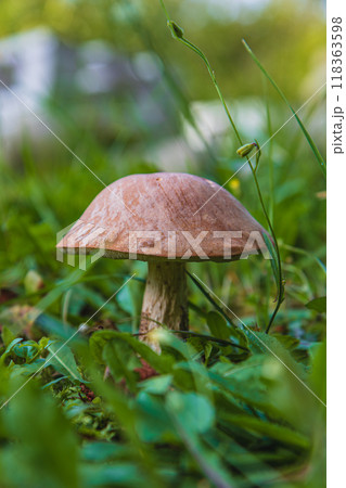 Edible mushrooms in the forest in summer mushroom grows among the grass 118363598