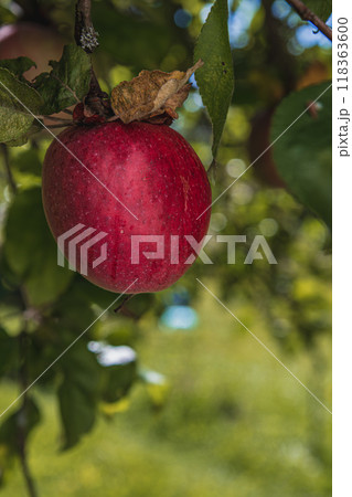 Red ripe apple on a branch on a sunny day in the garden 118363600
