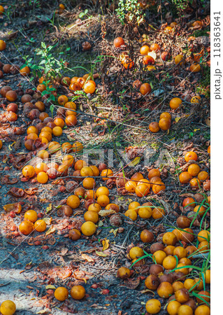 Ripe plums that fell to the ground 118363641