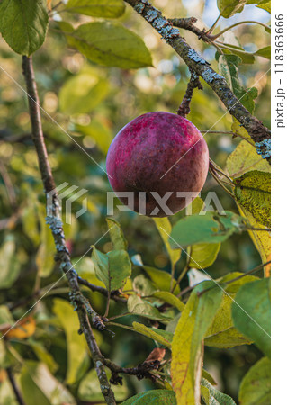 A ripe bright red apple in the garden on a branch A ripe bright red apple in the garden on a branch 118363666