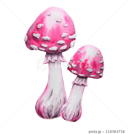 Pink fly agaric, poisonous mushroom. Watercolor hand drawn illustration. Amanita muscaria clip art for Halloween cards, fairy tales, books. Attribute of witches' sabbath, esotericism, magical forest 118363716