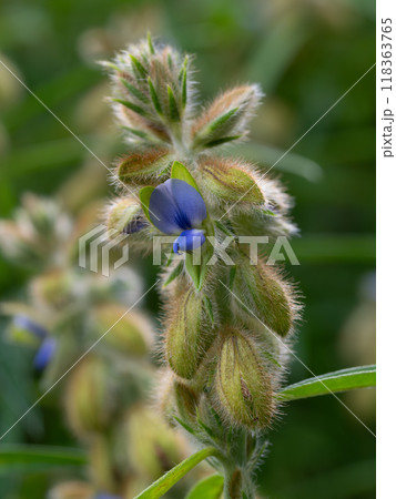 狸のようなタヌキマメ 118363765