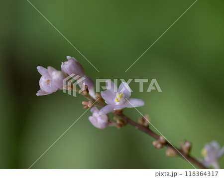 薄紫のヤブランの花 薄紫のヤブランの花 118364317