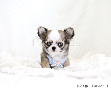 チワワパピー2ヶ月 チワワパピー2ヶ月 118364381