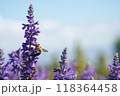 ブルーサルビアとクマバチ 118364458