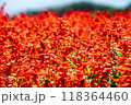 サルビアの花畑　赤 118364460