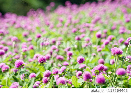 千日紅畑　ピンク 118364461