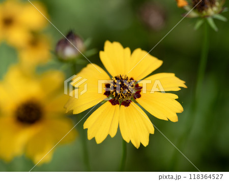 鮮やかな黄色の金鶏菊 鮮やかな黄色の金鶏菊 118364527