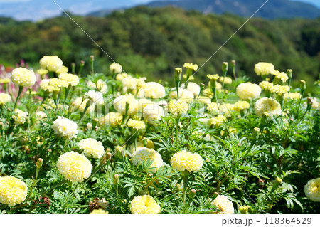 アフリカンマリーゴールド　花畑　 118364529