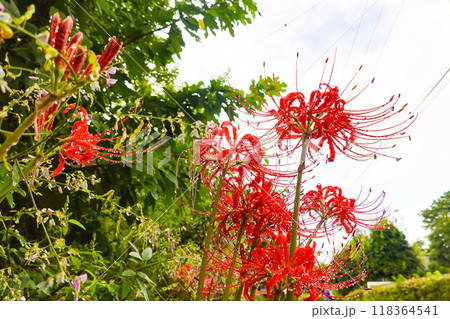 雨上がりの彼岸花 雨上がりの彼岸花 118364541