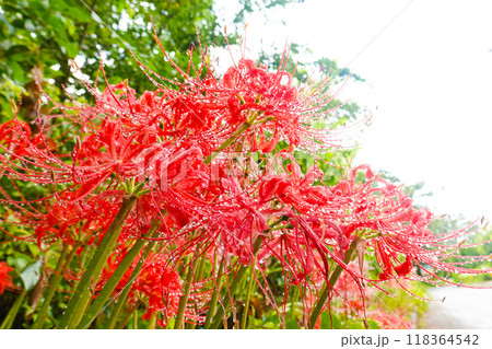 雨上がりの曼珠沙華 118364542