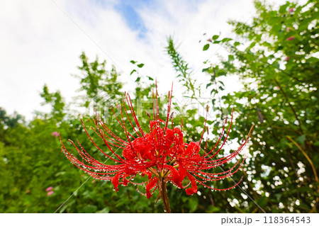 秋の空と彼岸花 118364543