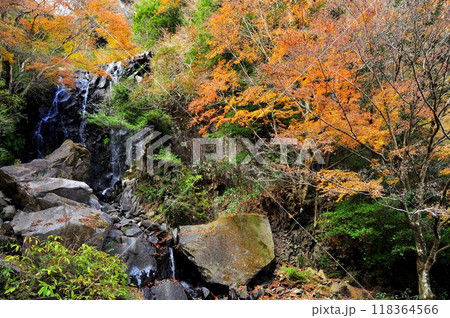 箱根　飛龍の滝と紅葉 118364566