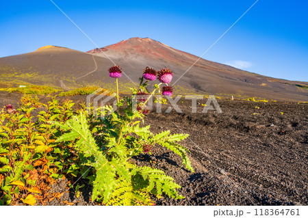 【静岡県】富士山　御殿場口登山道のフジアザミ　朝 118364761