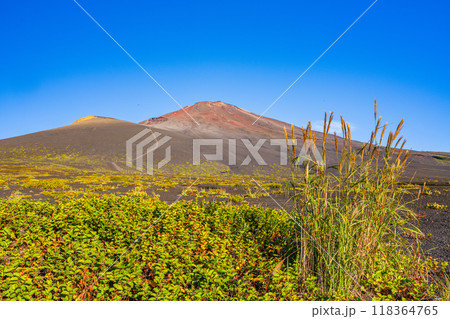 【静岡県】富士山　御殿場口登山道のフジアザミ　朝 118364765