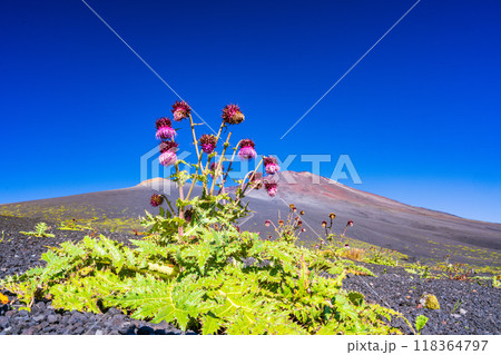 【静岡県】富士山 御殿場口登山道のフジアザミ 朝 【静岡県】富士山 御殿場口登山道のフジアザミ 朝 118364797