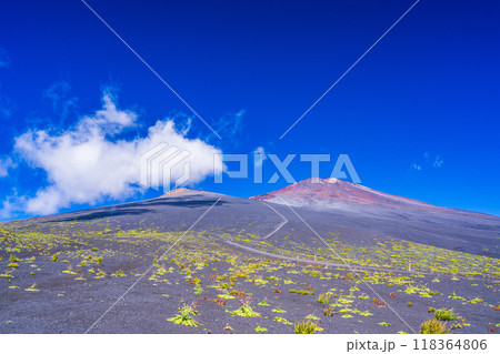 【静岡県】富士山　御殿場口登山道のフジアザミ　朝 118364806