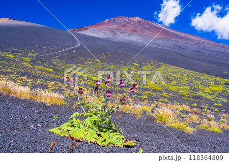 【静岡県】富士山　御殿場口登山道のフジアザミ　朝 118364809