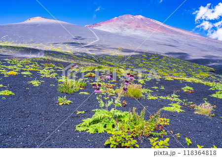【静岡県】富士山　御殿場口登山道のフジアザミ　朝 118364818