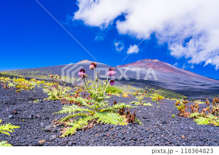 【静岡県】富士山 御殿場口登山道のフジアザミ 朝 【静岡県】富士山 御殿場口登山道のフジアザミ 朝 118364823