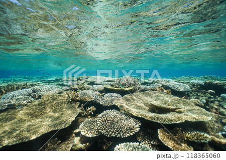 沖縄の座間味島の美しい海の珊瑚礁 118365060
