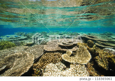 沖縄の座間味島の美しい海の珊瑚礁 118365061