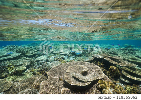 沖縄の座間味島の美しい海の珊瑚礁 118365062