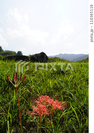 石舞台古墳に咲く彼岸花 118365116
