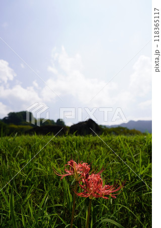 石舞台古墳に咲く彼岸花 石舞台古墳に咲く彼岸花 118365117