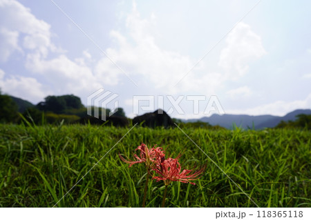 石舞台古墳に咲く彼岸花 118365118