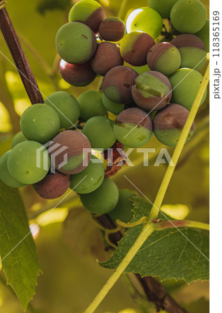 Noble rot of a wine grape, grapes with mold, Botrytis 118365169