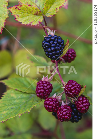 close up of ripening organic blackberry branch in the garden at summer day 118365174