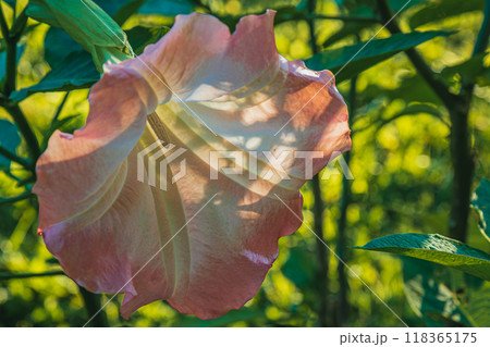 close up Brugmansia, Angel's trumpet, pink stramonium at garden 118365175