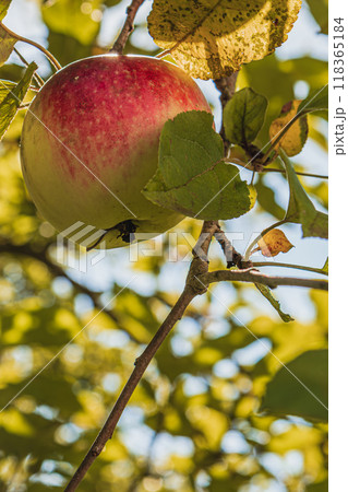 A red ripe apple in the garden on a branch of an apple tree in a peaceful garden A red ripe apple in the garden on a branch of an apple tree in a peaceful garden 118365184