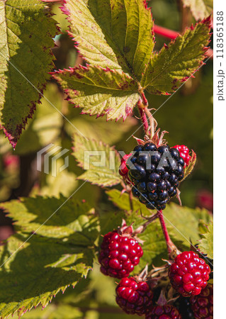 On a background of green leaves, blackberries that are ripe and turning red 118365188