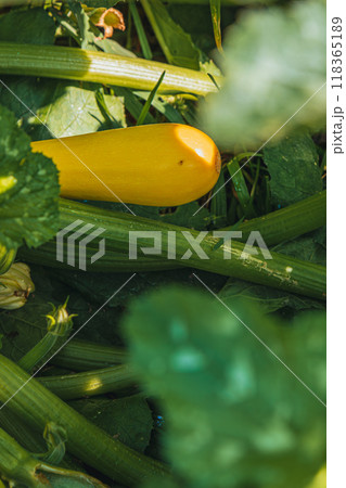 Zucchini with flowers grow in bed between leaves 118365189