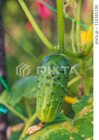 close up One green ripe cucumber on a bush among the leaves close up One green ripe cucumber on a bush among the leaves 118365190