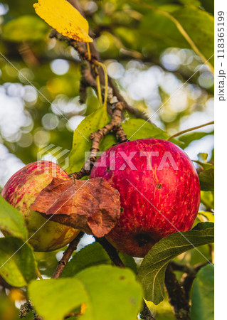 A ripe bright red apple in the garden on a branch 118365199