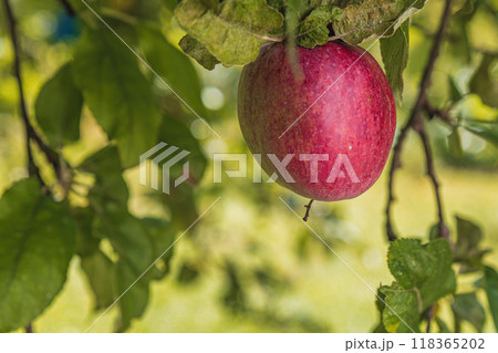 red ripe apple on an apple tree branch 118365202