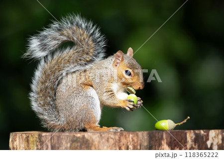 Portrait of a grey squirrel eating acorn on a tree stump in autumn Portrait of a grey squirrel eating acorn on a tree stump in autumn 118365222