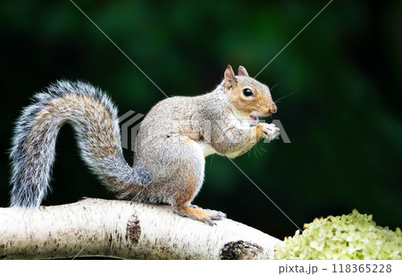 Portrait of a grey squirrel standing on a birch tree branch Portrait of a grey squirrel standing on a birch tree branch 118365228