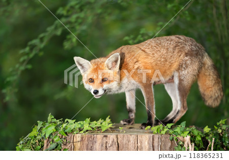 Portrait of a red fox standing on a tree stump in a forest 118365231