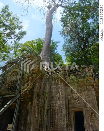 【カンボジア】タ・プローム遺跡の上に立つ巨大な樹木（シェムリアップ） 118365289