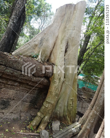 【カンボジア】タ・プローム遺跡の建物に絡みつく巨大な樹木(シェムリアップ) 【カンボジア】タ・プローム遺跡の建物に絡みつく巨大な樹木(シェムリアップ) 118365293