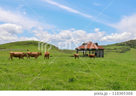 【熊本】阿蘇山の麓に広がる雄大な景色。目的地までのドライブも絶景、放牧された牛たちも可愛かったです。 118365308