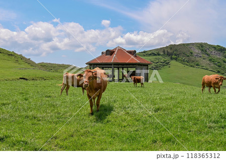 【熊本】阿蘇山の麓に広がる雄大な景色。目的地までのドライブも絶景、放牧された牛たちも可愛かったです。 118365312