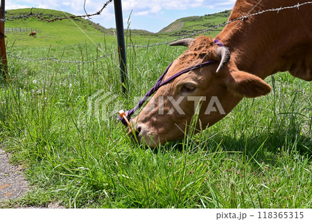 【熊本】阿蘇山の麓に広がる雄大な景色。目的地までのドライブも絶景、放牧された牛たちも可愛かったです。 118365315