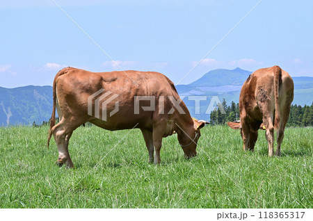 【熊本】阿蘇山の麓に広がる雄大な景色。目的地までのドライブも絶景、放牧された牛たちも可愛かったです。 118365317